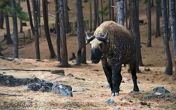 National Animal